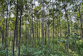 Willson property forest (Photo by NCC)