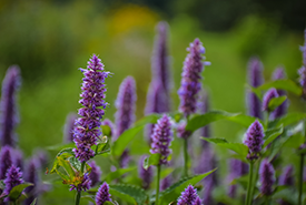 Floral strip (Photo by NCC)