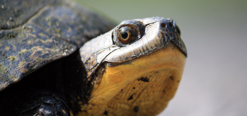 NCC: Where We Work - Quebec - Tracking the Turtles