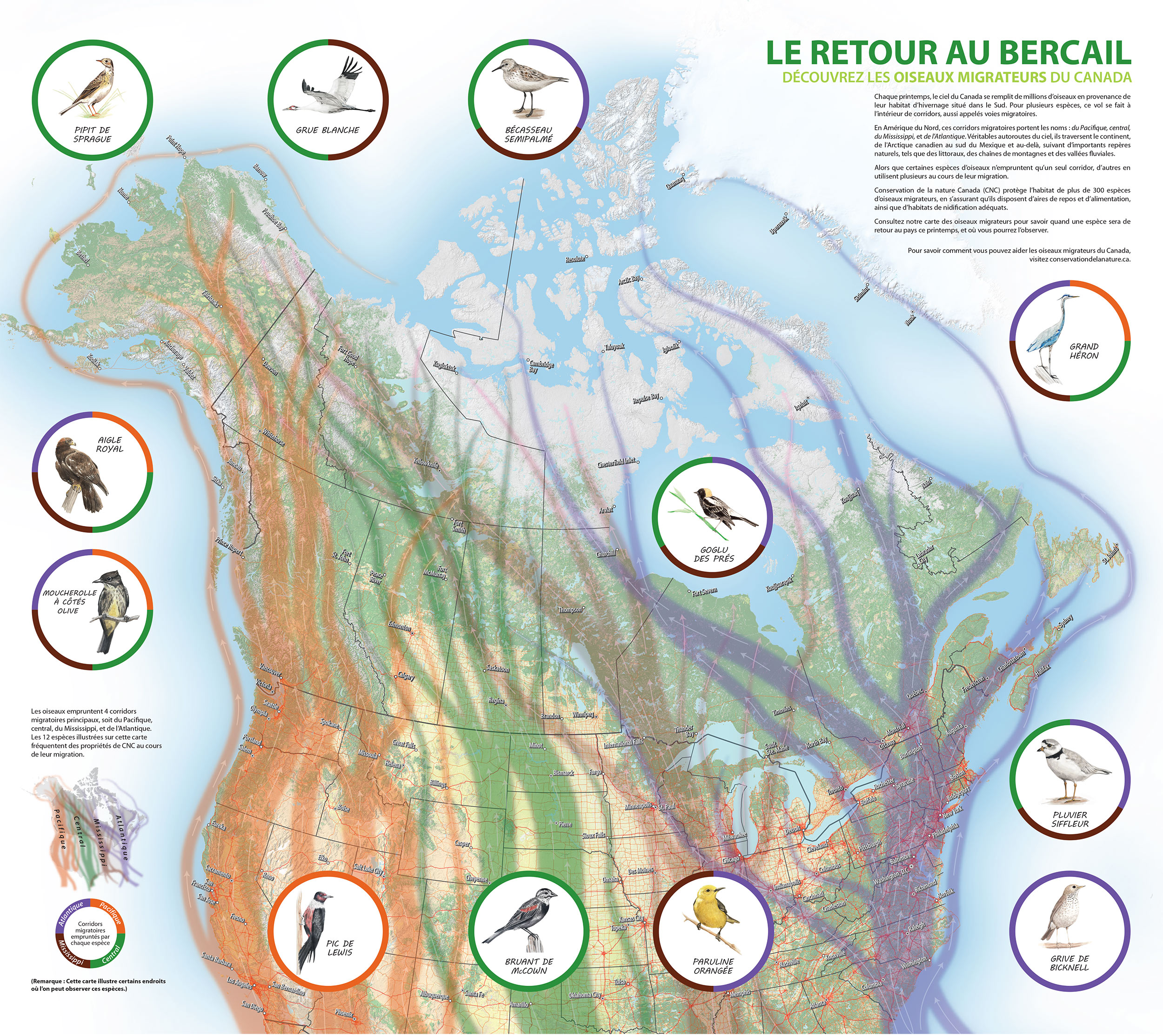 Ncc New Title Le Retour Au Bercail Apprenez A Connaitre Les Oiseaux Migrateurs Du Canada