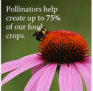 Pollinators help create up to 75% of our crops.