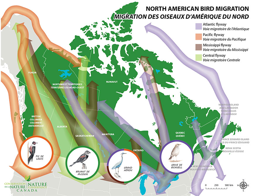 Ncc New Title Le Retour Au Bercail Apprenez A Connaitre Les Oiseaux Migrateurs Du Canada