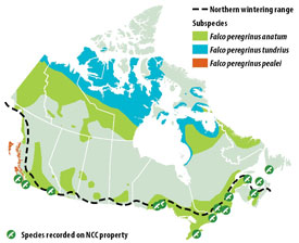 NCC: Peregrine falcon
