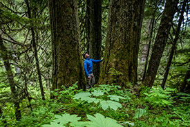 Forêt pluviale tempérée ancienne, Vallée de la rivière Incomappleux, C.-B. (Photo Paul Zizka)