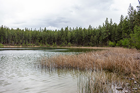 A wetland at Skookumchuck Prairie. (Photo by Jolene Rudisuela / NCC)