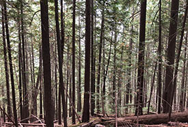 Forest of Cottonwood Lake Conservation Area (Photo by NCC)