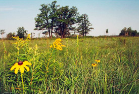 Prairie grassland, Manitoba (Photo by NCC)