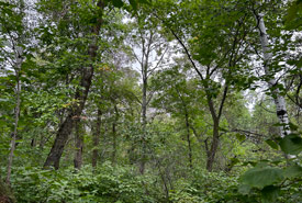 The project area is characterized by grasslands, mixed-grass prairie, oak savanna, aspen and oak forest. (Photo by NCC Staff)