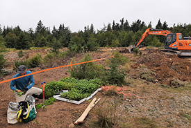 Native tree seedlings were planted at the site (Photo by Aaron Dowding/NCC staff)