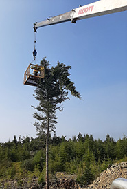 Installation de chicots pour encourager la restauration par la présence d'oiseaux, île Grand Manan, N.-B. (Photo Aaron Dowding/CNC) 