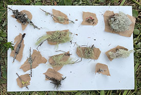 A layout of some of the lichens the team observed on the reserve. Photo by Madeline Sceviour (NCC intern)