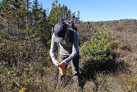 Collecte de graines sur l'île Brier, N.-É. (Photo  Alain Belliveau, Université Acadia)