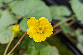 La benoîte de Peck, l'une des plantes les plus menacées au Canada (Photo Alain Belliveau, Université Acadia)