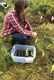 Fleurs cultivées en laboratoire replantées à Long Island, près de l'île Brier, N.-É. (Photo Robin Browne, Université Acadia)