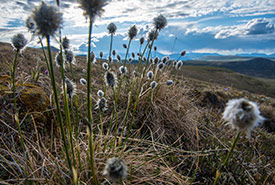 Cottongrass is part of the sedge family and an important dietary component of caribou moms as they raise their young ones. (Photo by Sonny Parker)