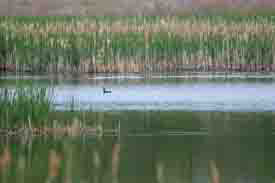 American coot in the distance at Florian Diamante Nature Reserve. Photo by Gen Pintel/NCC staff.