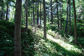 Lower Maitland River Valley, ON (Photo by Laura Mousseau/NCC)