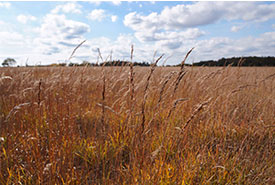 Rice Lake Plains, ON; Photo by Chelsea Marcantonio