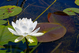 Turkey Point Marsh, ON. Photo by Patricia Prelich