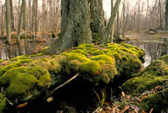 Carolinian forest, Ontario (Photo courtesy of Earth Images Foundation)