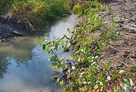 Cold Creek after planting (Photo by NCC)