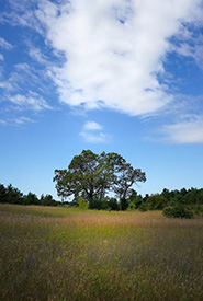 Hazel Bird Nature Reserve, ON (Photo Chelsea Marcantonio/NCC Staff)