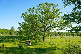 Hazel Bird Nature Reserve, ON (Photo Chelsea Marcantonio/NCC Staff)