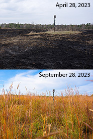 Before and after prescribed burn at Hazel Bird, ON (Photo by NCC)