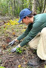 Hannah adding natural materials around new plants (Photo by NCC)