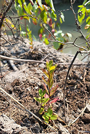 New planting alongside Cold Creek (Photo by NCC)