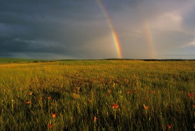 Saskatoon Prairie Natural Area, Saskatchewan (Photo by Branimir Gjetvaj)