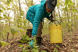 Garlic mustard pull, Conservation Volunteers event, Pelee Island, ON (Photo by Brent Sinclair)