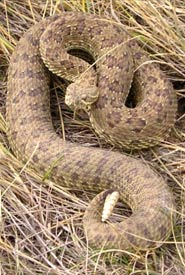 Female prairie rattlesnake (Photo by NCC)