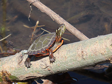 Basking juvenile midland painted turtle. Photo by Simon Boudreault/NCC staff.