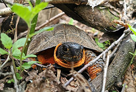 Wood turtle (Photo by NCC)