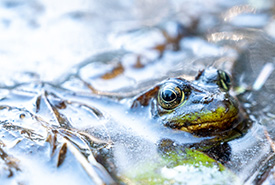 Grenouille verte dans un milieu humide (Photo Sean Feagan/CNC)