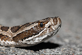 Massasauga rattlesnake (Photo by Aaron Goodwin)