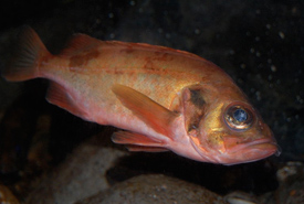 Acadian redfish (Photo by Steven G. Johnson)