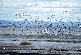 Réserve nationale de faune du Cap-Tourmente, QC (Photo Jacques Boissinot)