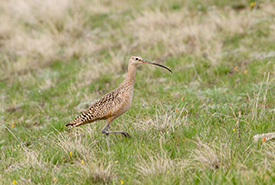 Long-billed curlew. (Photo by Brendan Matthews)