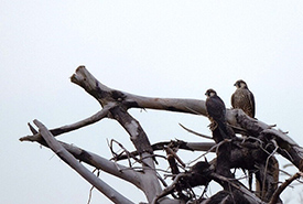 Peregrine falcons (Photo by Evan Young/NCC) 