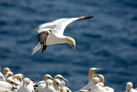 A Gannet landing in Cape St. Mary's, Newfoundland (Photo by Don Dabbs)