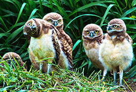 Burrowing owls (Photo by Don Dabbs)
