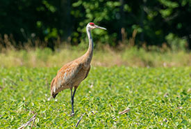 https://www.natureconservancy.ca/assets/images/species/bird/sandhill-crane-paul-reeves-inaturalist-thumb.jpg