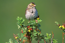 Savannah sparrow (Photo by Robert McCaw)