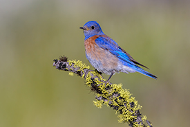 Western bluebird (Photo by Tim Zurowski)