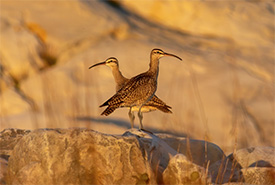 Whimbrels frequent the barrens to feed on the abundant crowberries (Photo by Bill Crosby)