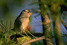 White crowned sparrow (Photo by Karol Dabbs)