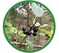 European buckthorn. Photo by Amanda Tracey/NCC.