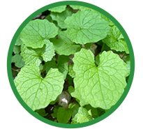 Garlic mustard. Photo by Carolyn Davies/NCC.